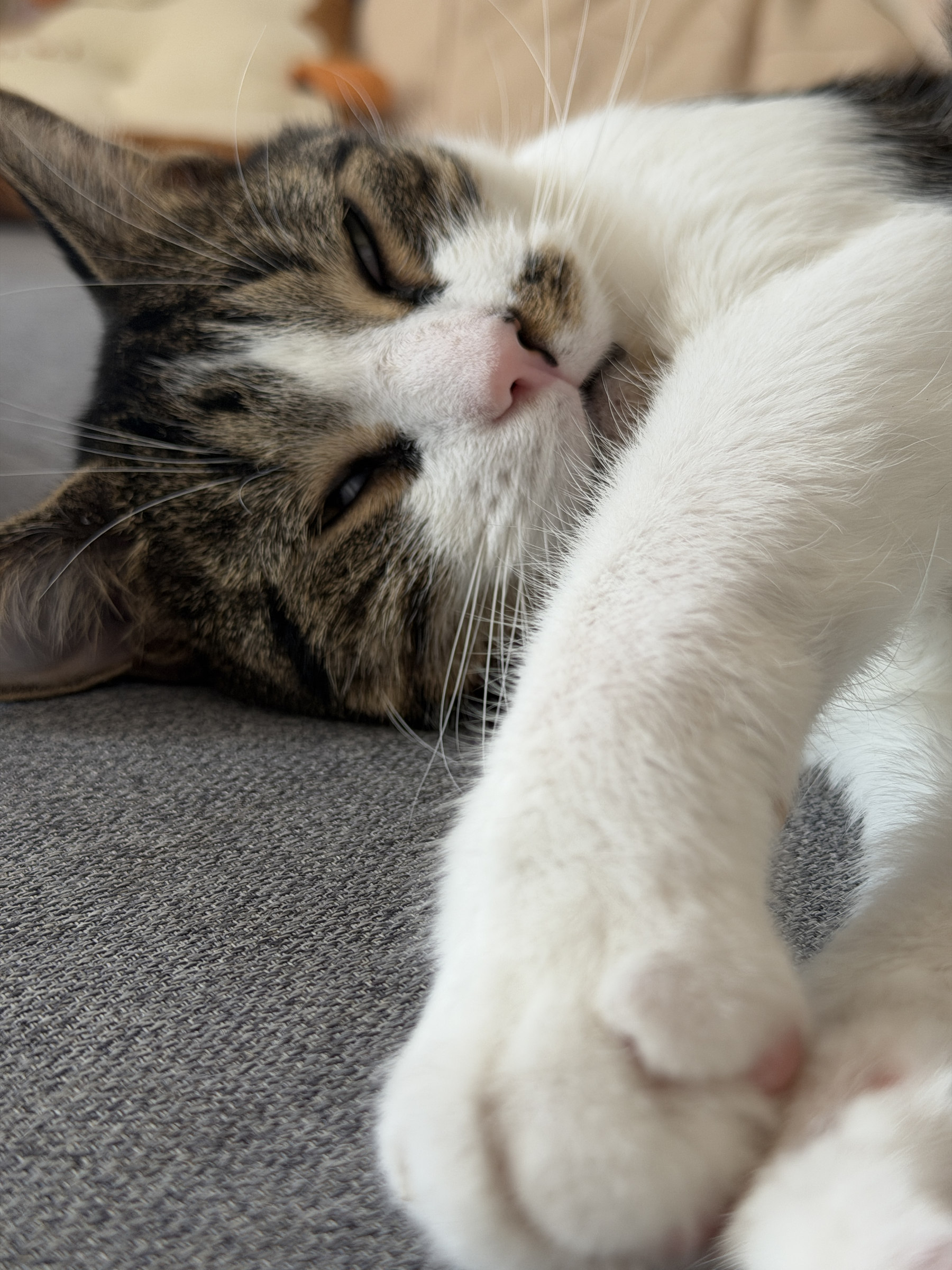 Katze – Originalfoto